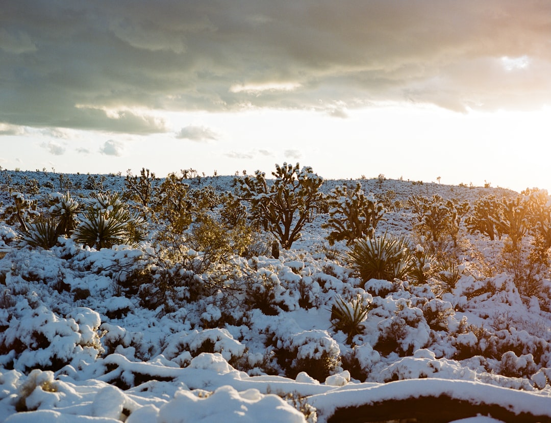 Mojave