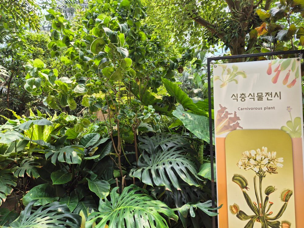 열대관 식물 사진 6