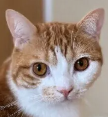 고양이 옴