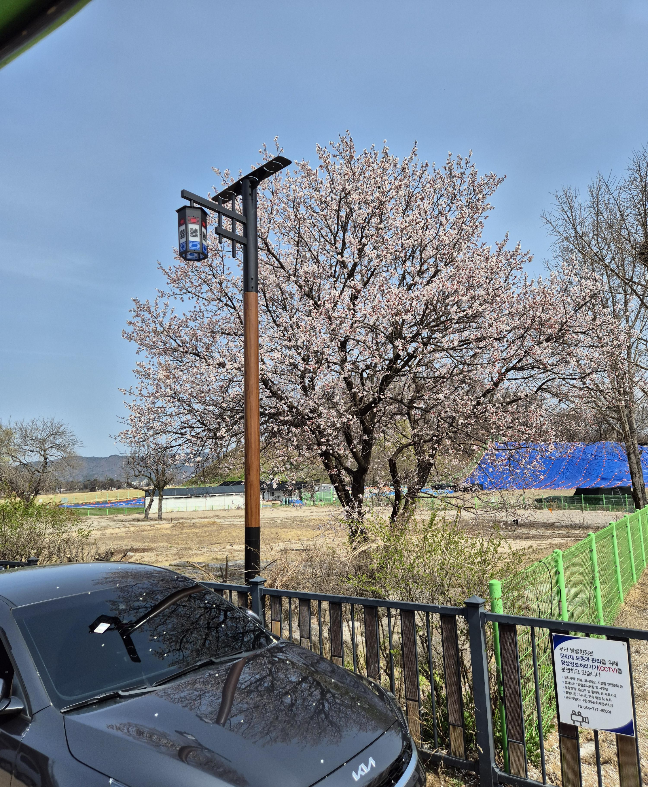 경주 여행갔을때 유일하게 잇던 피어난 벚꽃잎 ㅎㅎ