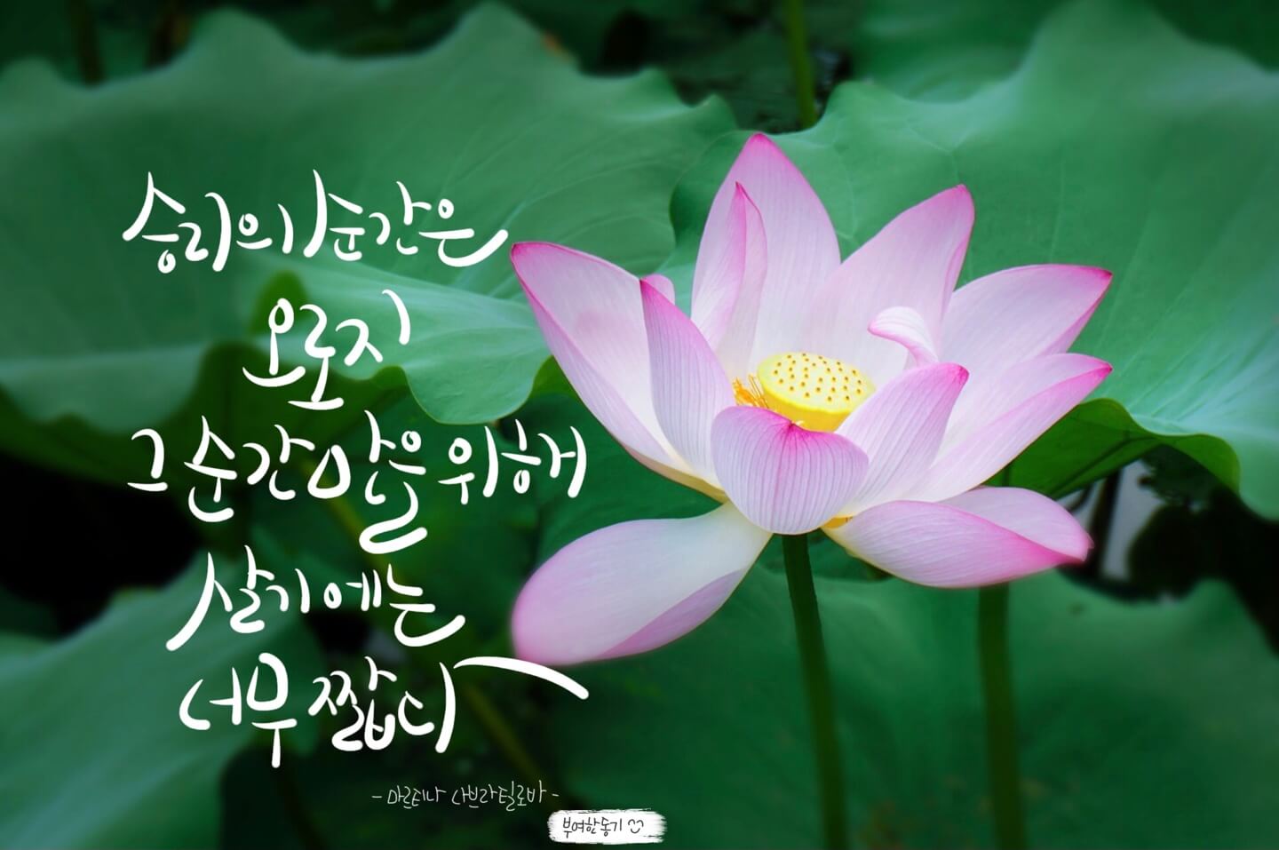 마르티나 나브라틸로바