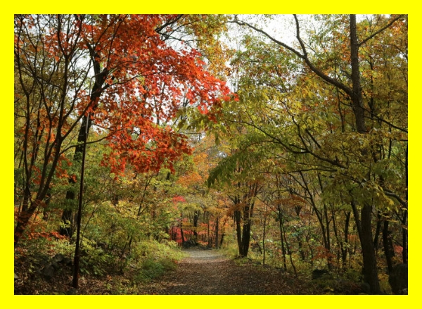 국립자연휴양림 혼잡도&amp;#44; 국립휴양림 당첨확률 높이기&amp;#44; 숲나들e 시간제한&amp;#44; 국립자연휴양림 전화예약&amp;#44; 국립휴양림 대기신청&amp;#44; 국립휴양림 예약 실패&amp;#44; 자연휴양림 복불복&amp;#44; 국립자연휴양림 후기 정리&amp;#44; 성수기 국립휴양림 정리&amp;#44; 국립휴양림 예약안내서&amp;#44; 자연휴양림 여름휴가준비