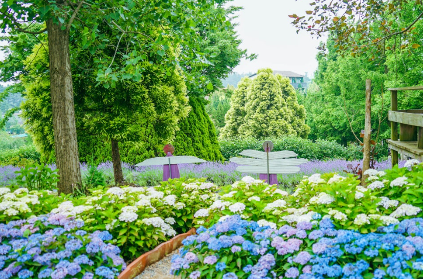 팜카밀레 수국2