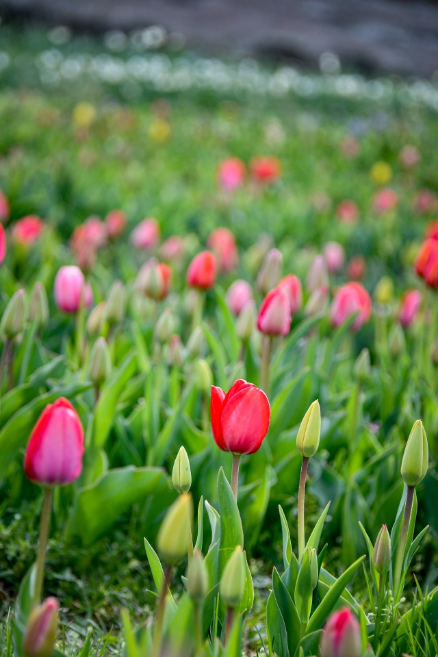 에버랜드 튤립축제