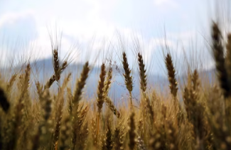 양곡법이란 양곡법 개정안 거부 이유 쟁점 내용 뜻