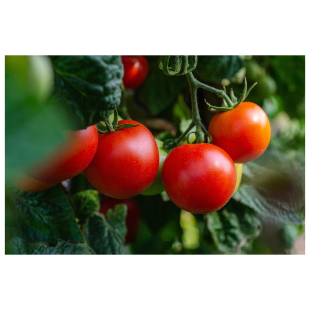 우엉차와 관련된 사진입니다.