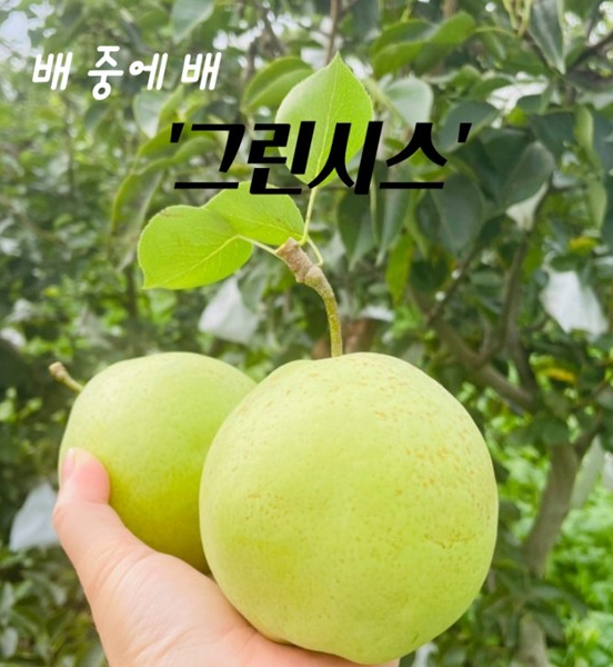 전남 강진 그린시스