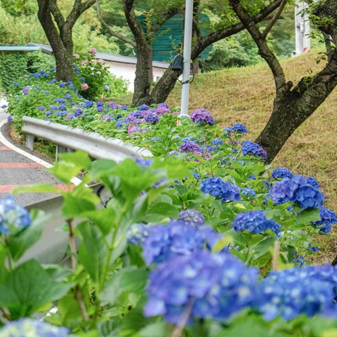 강진수국길축제
