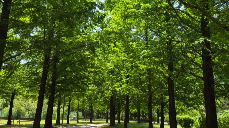 Sunlit trees with vibrant green leaves on a clear sunny day