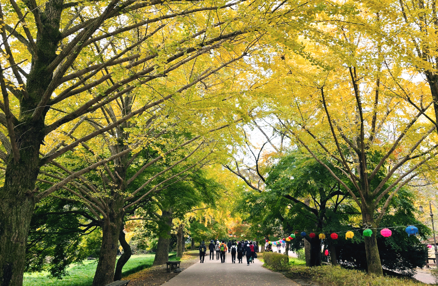선운산 단풍