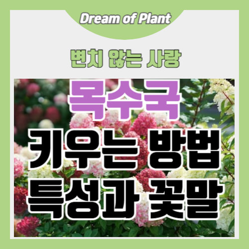 목수국 키우는 방법 썸네일 이미지