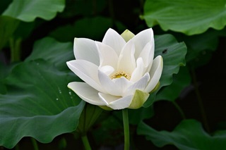 무안 연꽃축제