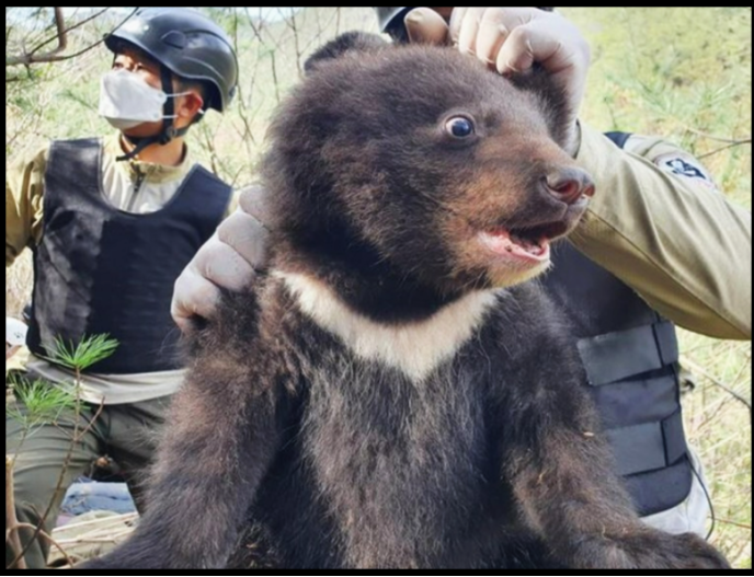반달가슴곰&amp;#44; 지리산의 기적은 계속될 수 있을까?｜멸종위기 야생동물 복원 이야기