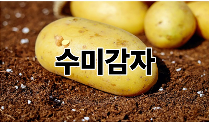 수미감자