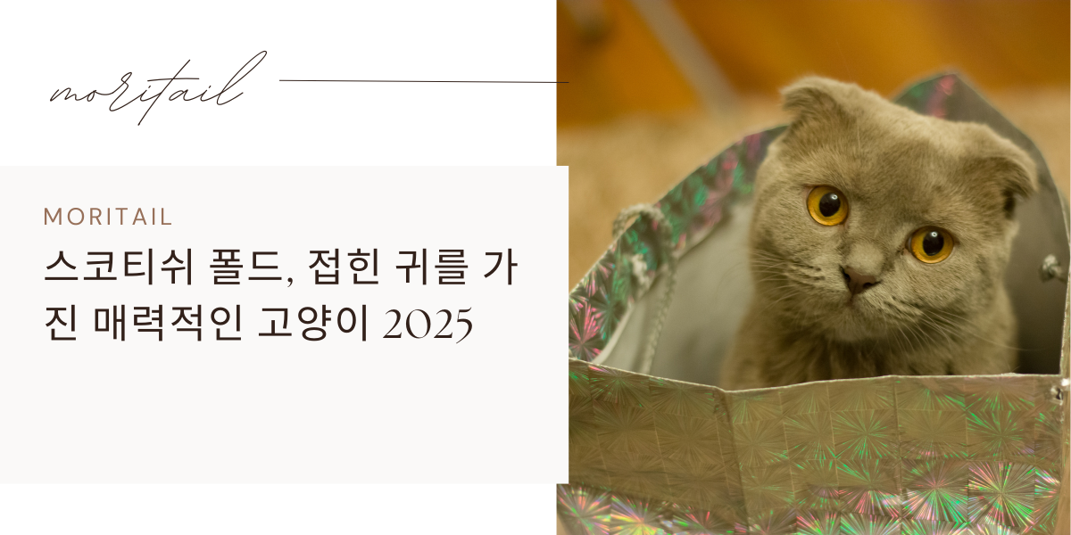 스코티쉬 폴드, 접힌 귀를 가진 매력적인 고양이 2025