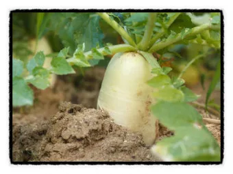 무우 효능 부작용 섭취 방법_17