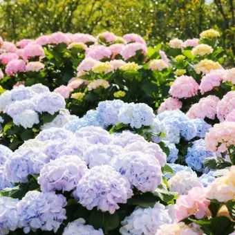 제주 여름 축제 일정표 불꽃놀이 포함 행사 소개_19