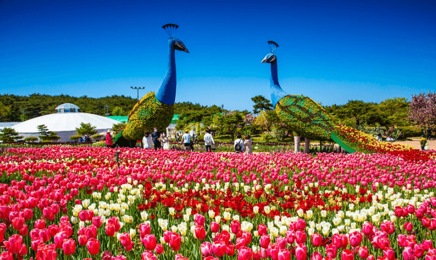태안-세계튤립꽃박람회