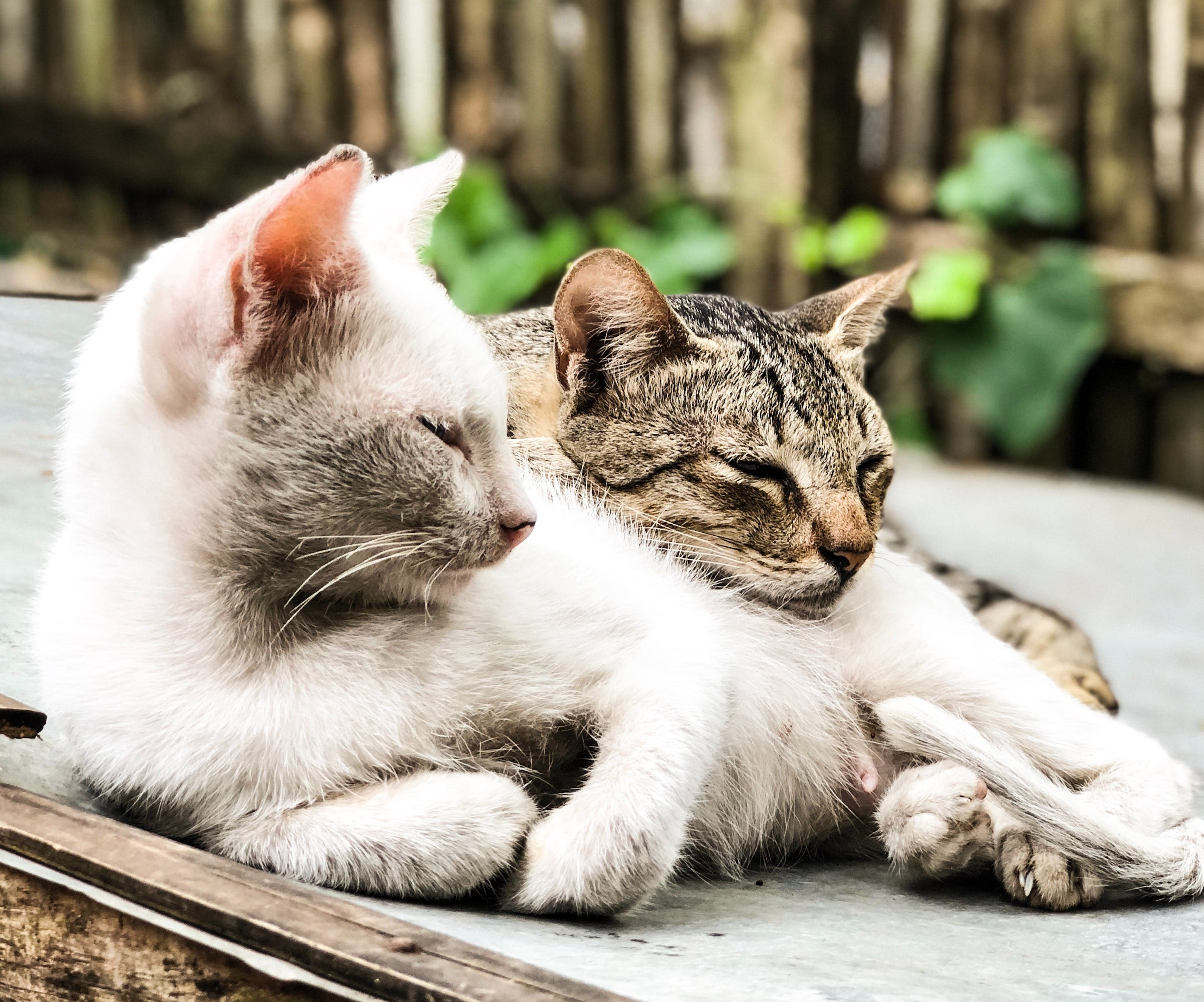 고양이 배변훈련 방법