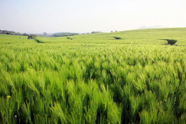 고창 청보리밭 축제