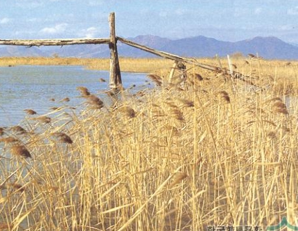 가을에 피는 꽃 종류 갈대