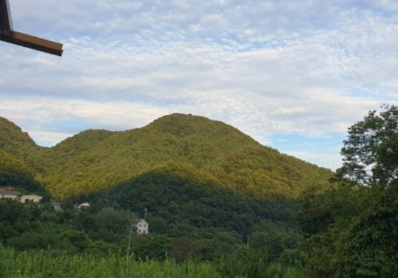 '피톤치드' 걷기좋은 휴양림 BEST 8곳