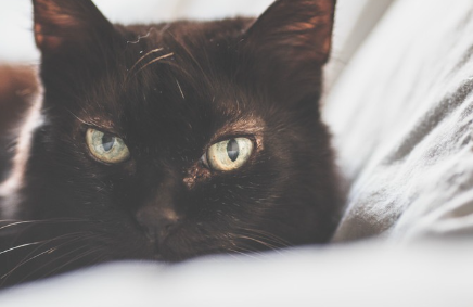 늙은 검은 고양이.