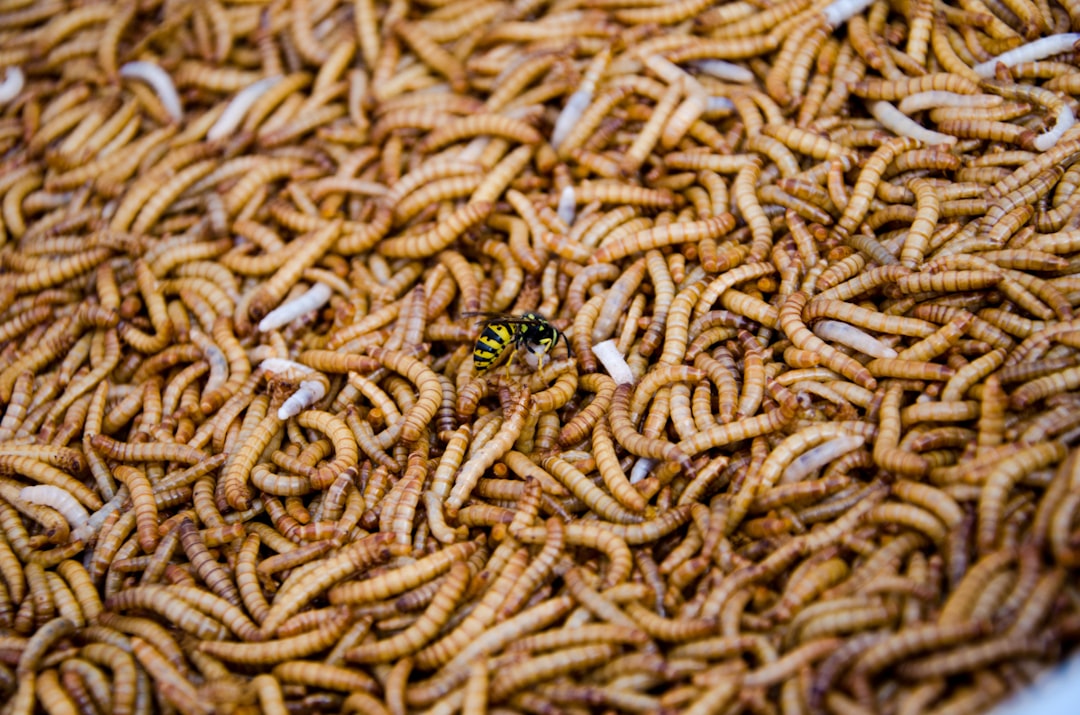 Worm