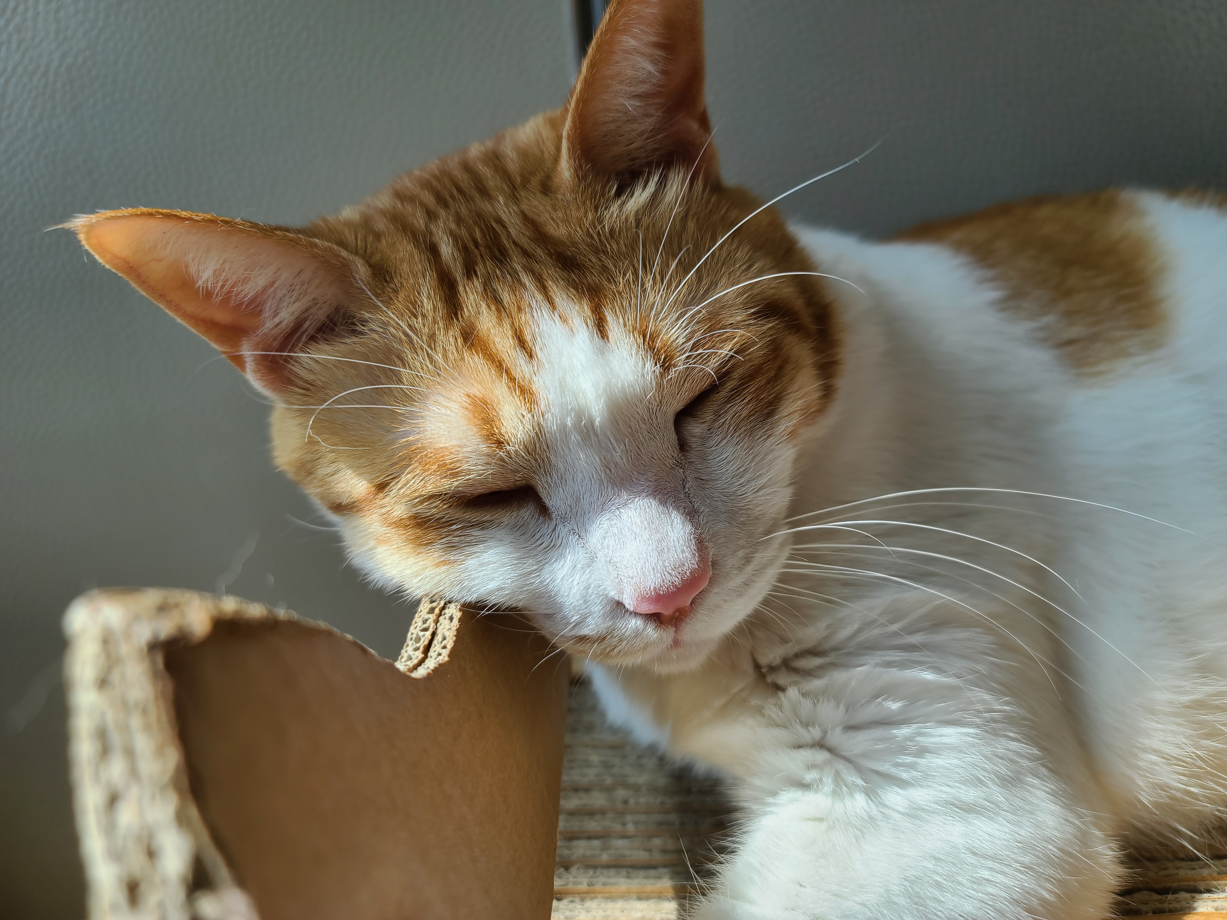 꼭 맞는 스크래쳐를 베고 자는 막둥이 삐용
