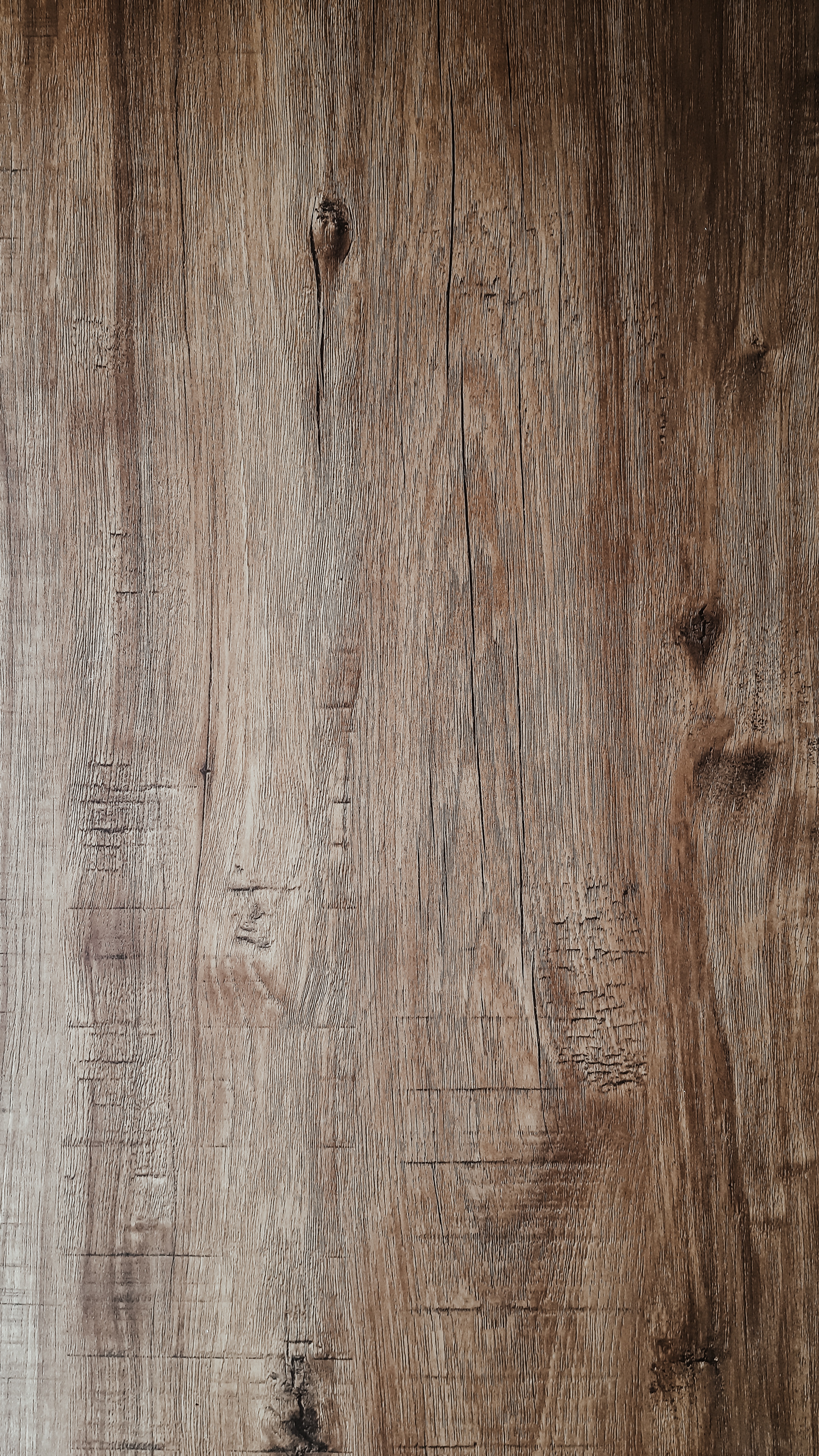 마른나무 흰개미