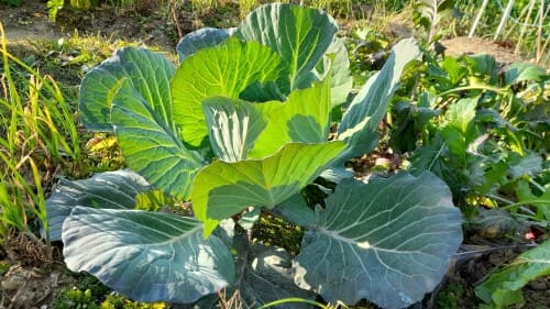 양배추재배법-거름주기-밑거름시비량-웃거름-시기-방법