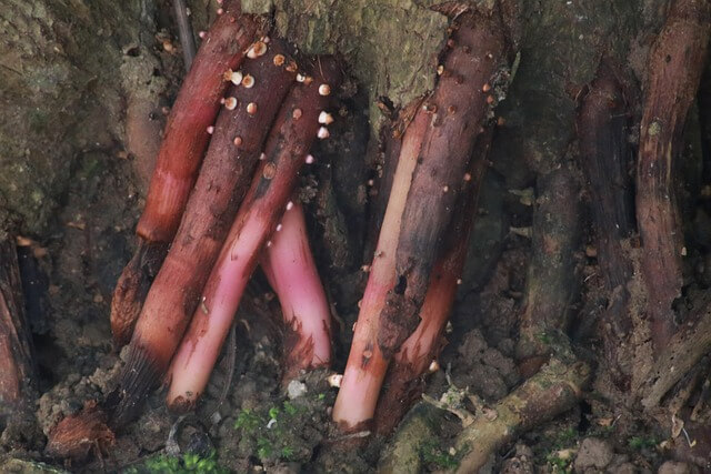 자취생은 우엉 1뿌리로 3끼를 준비한다: 연장보관과 흙내 잡기