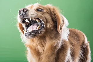 광견병 사진/출처:어도비스톡