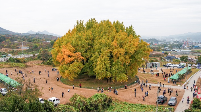 원주 반계리 은행나무 축제