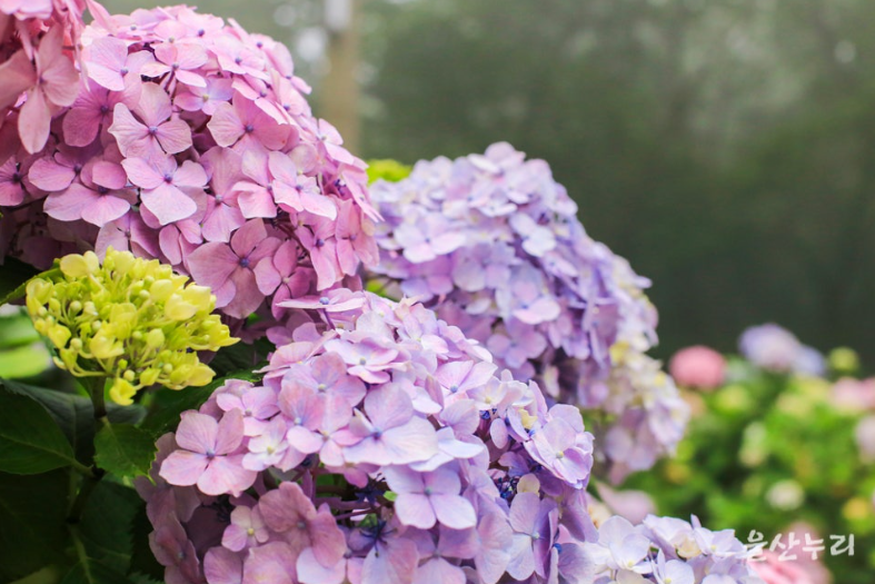 2025 울산 장생포 수국축제 일정·위치·요금 총정리! (6.7~6.29)