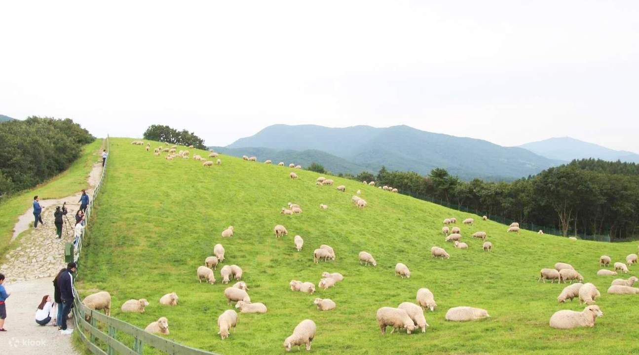 대관령 삼양목장의 아름다움: 한국의 숨겨진 고산 낙원