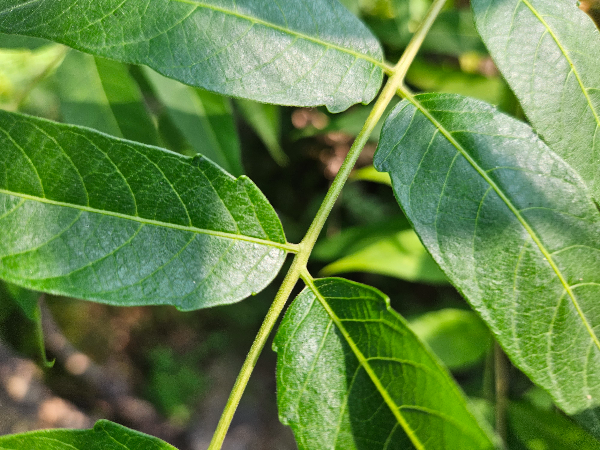 가죽나무 잎 선점