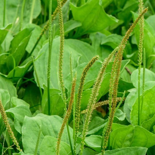 차전자피 효능 먹는법 부작용 (2주 섭취 후기)