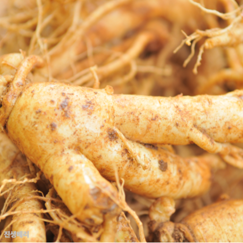 인삼