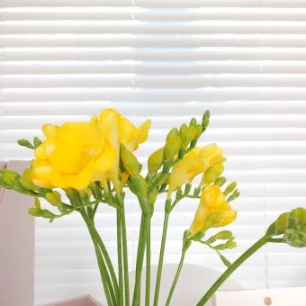 프리지아 수선화 꽃말 꽃다발 선물 의미_15