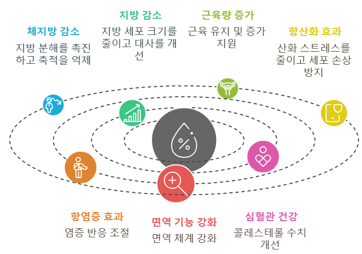 공액 리놀레산 효능