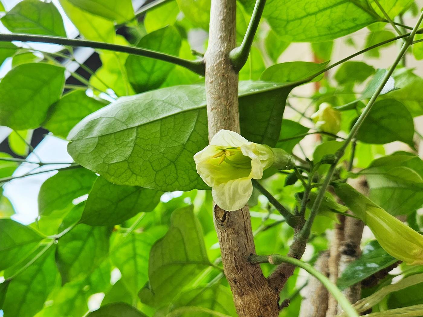 녹보수(녹색보석나무)