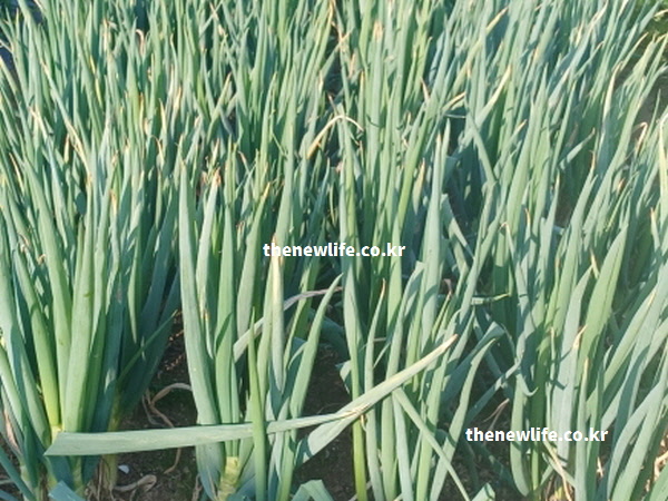 면역력에 핵심인 알리신과 비타민 C 성분을 강조한 실물 대파 이미지