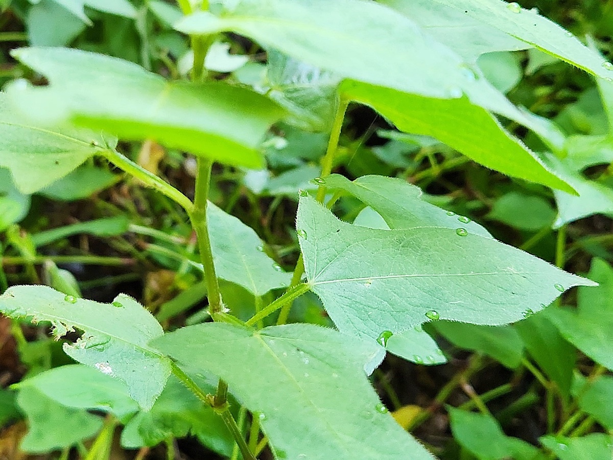 고마리