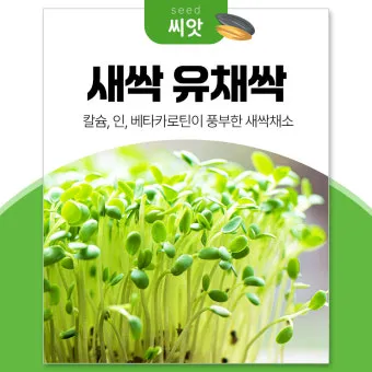 유채 재배 가을 파종 겨울 보온 봄 개화_10