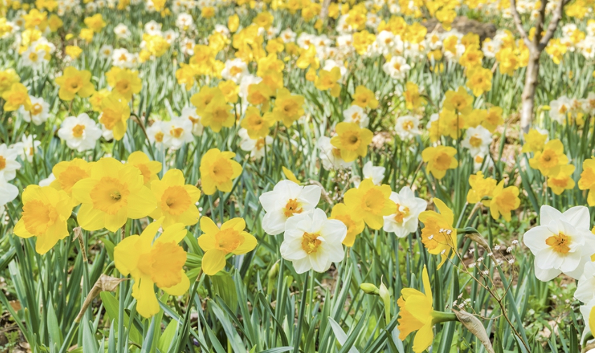 2025 화담숲 벚꽃축제 화담채 예약 방법 완벽 가이드