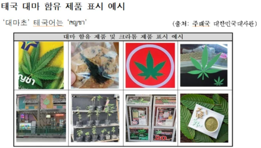 태국 해외여행 마약류 대마 제품 종류 및 식별하는 방법, 주의사항