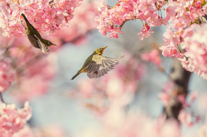 도쿄 벚꽃 여행