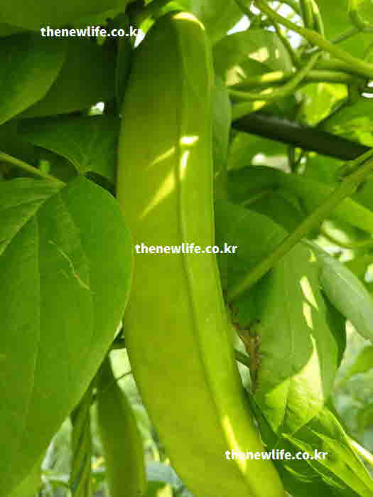 작두콩차 효능 면역력 강화