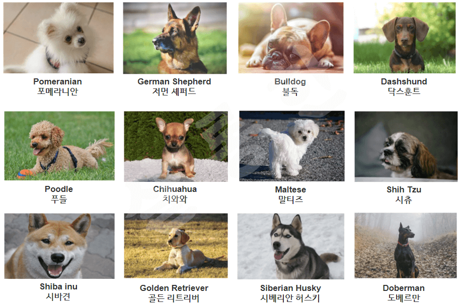 개-종류-사진-모음